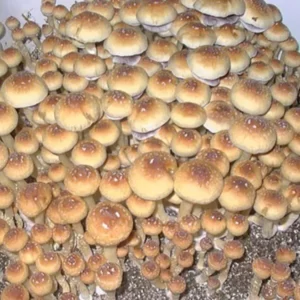 Buy Creeper Magic Mushrooms Online